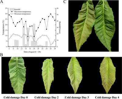 Physiological and ecological responses of flue-cured tobacco to field chilling stress: insights from metabolomics and proteomics